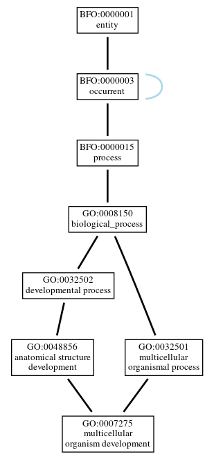 Graph of GO:0007275