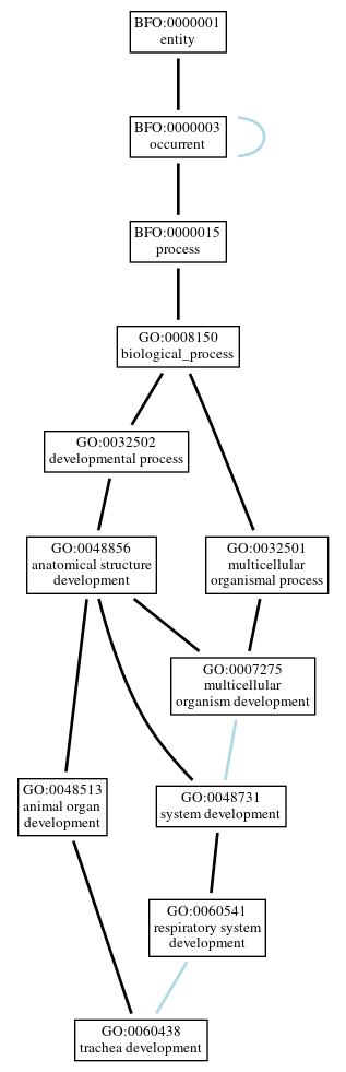 Graph of GO:0060438