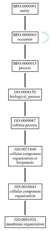 Graph of GO:0061024