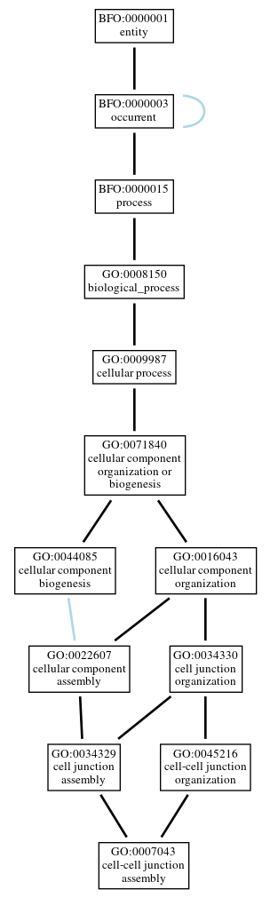 Graph of GO:0007043