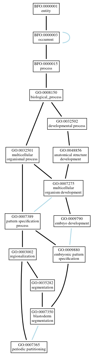 Graph of GO:0007365