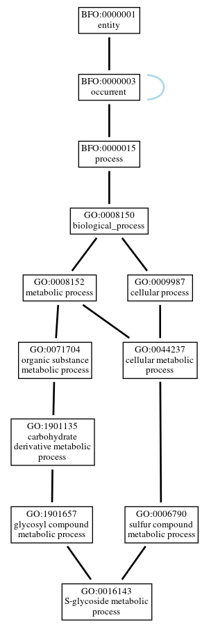 Graph of GO:0016143