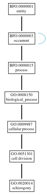 Graph of GO:0020014
