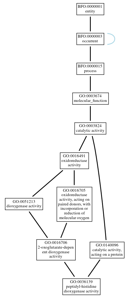 Graph of GO:0036139