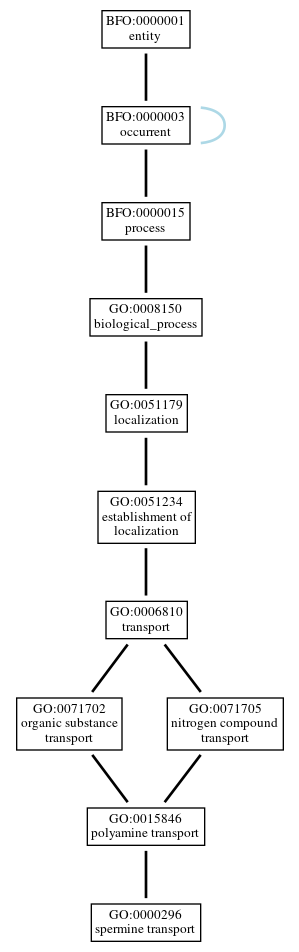 Graph of GO:0000296