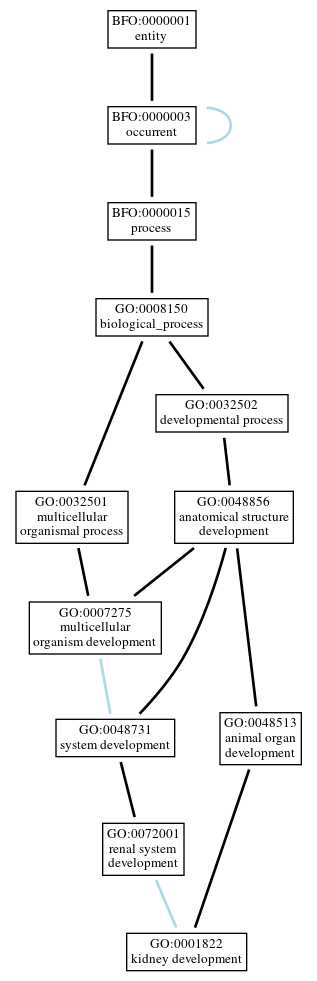 Graph of GO:0001822