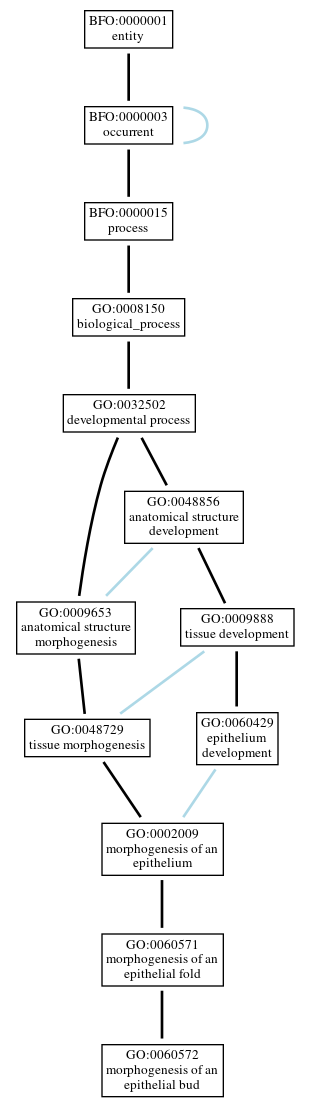Graph of GO:0060572