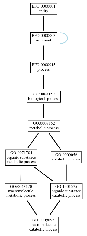 Graph of GO:0009057