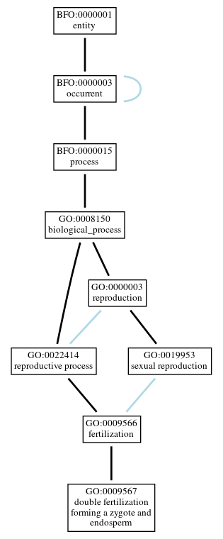 Graph of GO:0009567