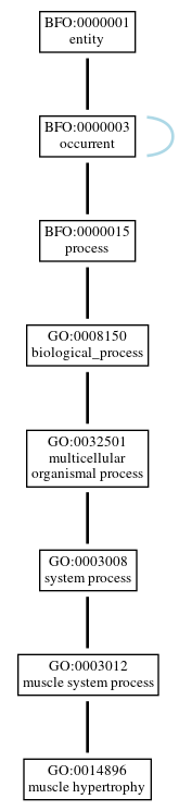 Graph of GO:0014896