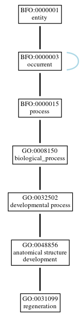 Graph of GO:0031099