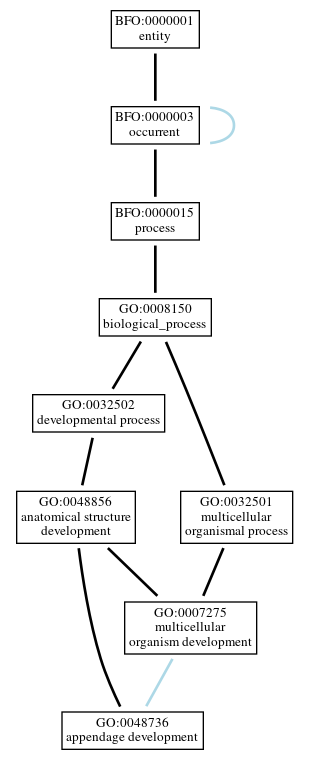 Graph of GO:0048736