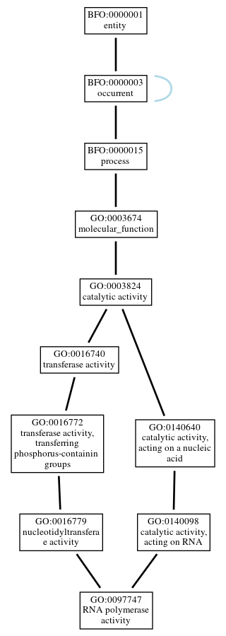 Graph of GO:0097747